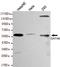 GATA Binding Protein 6 antibody, TA346953, Origene, Western Blot image 