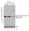 Erk1 antibody, 44-680G, Invitrogen Antibodies, Western Blot image 