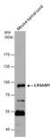 E3 ubiquitin-protein ligase LRSAM1 antibody, GTX120647, GeneTex, Western Blot image 