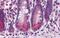 BRUCE antibody, PA5-34412, Invitrogen Antibodies, Immunohistochemistry paraffin image 
