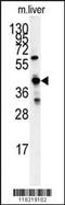 Glycine C-Acetyltransferase antibody, MBS9213137, MyBioSource, Western Blot image 