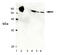 60 kDa heat shock protein, mitochondrial antibody, ADI-SPA-828-F, Enzo Life Sciences, Western Blot image 