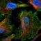 Utrophin antibody, HPA018894, Atlas Antibodies, Immunofluorescence image 