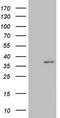 hMed6 antibody, NBP2-45811, Novus Biologicals, Western Blot image 