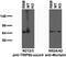 Peroxisomal Biogenesis Factor 5 Like antibody, 73-208, Antibodies Incorporated, Western Blot image 