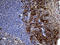 Protein Phosphatase 4 Regulatory Subunit 4 antibody, LS-C795533, Lifespan Biosciences, Immunohistochemistry paraffin image 
