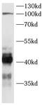 SHANK Associated RH Domain Interactor antibody, FNab10251, FineTest, Western Blot image 