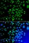 Cyclic AMP-dependent transcription factor ATF-7 antibody, LS-C349255, Lifespan Biosciences, Immunofluorescence image 