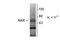 HAP antibody, TA309230, Origene, Western Blot image 