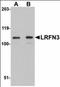 Leucine Rich Repeat And Fibronectin Type III Domain Containing 3 antibody, orb94273, Biorbyt, Western Blot image 