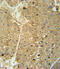 Alcohol Dehydrogenase 1C (Class I), Gamma Polypeptide antibody, abx032551, Abbexa, Flow Cytometry image 