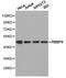 RB Binding Protein 4, Chromatin Remodeling Factor antibody, LS-C192890, Lifespan Biosciences, Western Blot image 