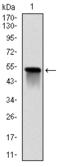Glutathione S-Transferase Mu 1 antibody, AM06705SU-N, Origene, Western Blot image 