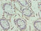 Hexokinase Domain Containing 1 antibody, LS-C395200, Lifespan Biosciences, Immunohistochemistry paraffin image 