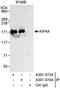 Kinesin Family Member 4A antibody, A301-073A, Bethyl Labs, Immunoprecipitation image 