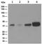 ISL LIM Homeobox 1 antibody, ab109517, Abcam, Western Blot image 