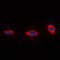 NDUFA4 Mitochondrial Complex Associated antibody, LS-C352554, Lifespan Biosciences, Immunofluorescence image 