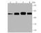 Enolase 1 antibody, NBP2-75481, Novus Biologicals, Western Blot image 