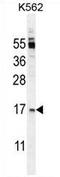 TNF Superfamily Member 4 antibody, AP54316PU-N, Origene, Western Blot image 