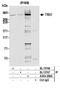 Trio Rho Guanine Nucleotide Exchange Factor antibody, A304-269A, Bethyl Labs, Immunoprecipitation image 