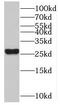 Myogenic factor 6 antibody, FNab05468, FineTest, Western Blot image 