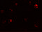 KIAA1324 antibody, 6443, ProSci Inc, Immunofluorescence image 