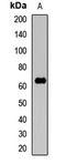 Sialic Acid Binding Ig Like Lectin 12 (Gene/Pseudogene) antibody, orb412770, Biorbyt, Western Blot image 