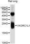 Vitamin K Epoxide Reductase Complex Subunit 1 Like 1 antibody, abx126786, Abbexa, Western Blot image 