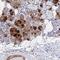 Cystatin SA antibody, PA5-60476, Invitrogen Antibodies, Immunohistochemistry frozen image 