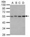 RB Binding Protein 4, Chromatin Remodeling Factor antibody, MA1-23277, Invitrogen Antibodies, Western Blot image 