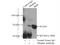 Albumin antibody, 66051-1-Ig, Proteintech Group, Immunoprecipitation image 