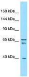 Protein piccolo antibody, TA338398, Origene, Western Blot image 