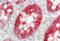 Keratin 20 antibody, orb360717, Biorbyt, Immunohistochemistry paraffin image 