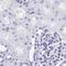 HDGF Like 1 antibody, NBP2-14086, Novus Biologicals, Immunohistochemistry paraffin image 