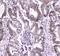 Microprocessor complex subunit DGCR8 antibody, A00475-1, Boster Biological Technology, Immunohistochemistry frozen image 