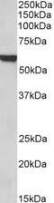 Forkhead Box A2 antibody, GTX25074, GeneTex, Western Blot image 