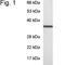 G Protein Subunit Beta 1 antibody, NB120-3433, Novus Biologicals, Western Blot image 