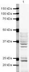 Heterogeneous Nuclear Ribonucleoprotein A2/B1 antibody, PA5-19530, Invitrogen Antibodies, Western Blot image 