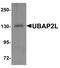 Ubiquitin Associated Protein 2 Like antibody, PA5-72885, Invitrogen Antibodies, Western Blot image 