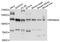 Ribosomal Protein S6 Kinase A4 antibody, abx136040, Abbexa, Western Blot image 