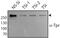 Nucleoprotein TPR antibody, ab58344, Abcam, Western Blot image 