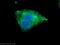 Methyltransferase Like 9 antibody, 15120-1-AP, Proteintech Group, Immunofluorescence image 