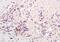 Arylacetamide Deacetylase antibody, orb155542, Biorbyt, Immunohistochemistry paraffin image 