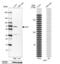 Ladinin 1 antibody, NBP1-86126, Novus Biologicals, Western Blot image 