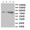 Cullin 2 antibody, orb97004, Biorbyt, Western Blot image 