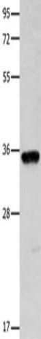 Cytochrome C Oxidase Copper Chaperone COX11 antibody, CSB-PA277061, Cusabio, Western Blot image 