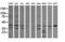 Mitogen-Activated Protein Kinase 9 antibody, LS-C174574, Lifespan Biosciences, Western Blot image 