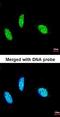 RNA Binding Motif Protein 15 antibody, orb73677, Biorbyt, Immunofluorescence image 