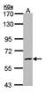 Galactosamine (N-Acetyl)-6-Sulfatase antibody, orb73730, Biorbyt, Western Blot image 
