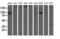 10-FTHFDH antibody, LS-C115728, Lifespan Biosciences, Western Blot image 